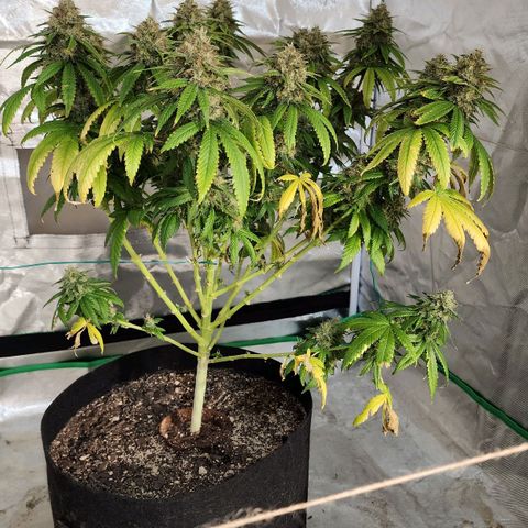 The Magus growlog timeline photo