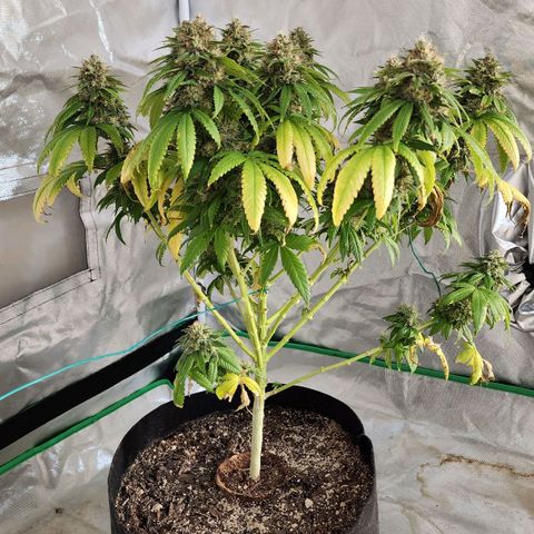 The Magus growlog timeline photo
