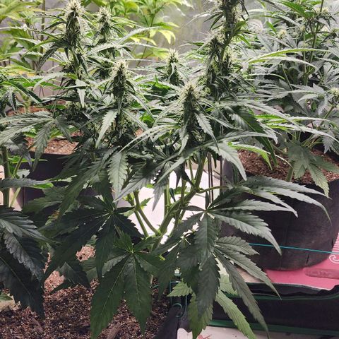 Methane #1 growlog timeline photo