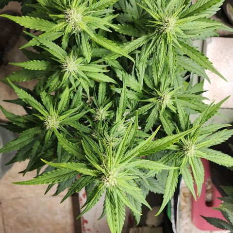 Methane #1 growlog timeline photo