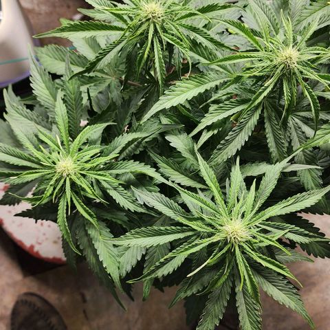 Methane #2 growlog timeline photo