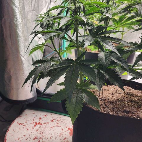 Methane #2 growlog timeline photo