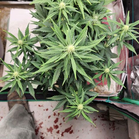 Gorilla Glue #2 growlog timeline photo