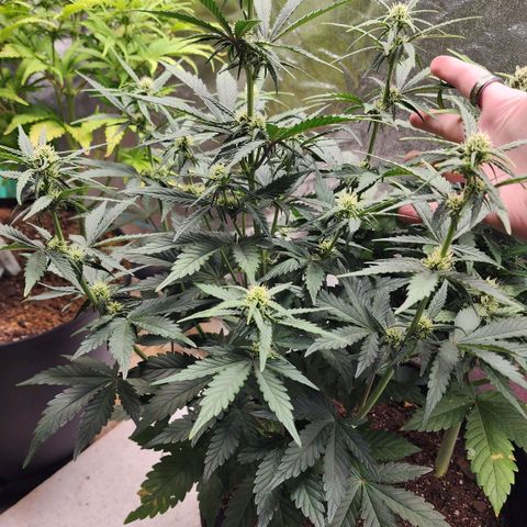 Gorilla Glue #2 growlog timeline photo