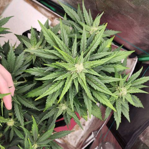 Gorilla Glue #1 growlog timeline photo