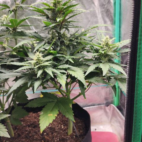 Gorilla Glue #1 growlog timeline photo