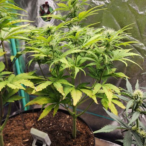 Mango Mrrr  #1 growlog timeline photo