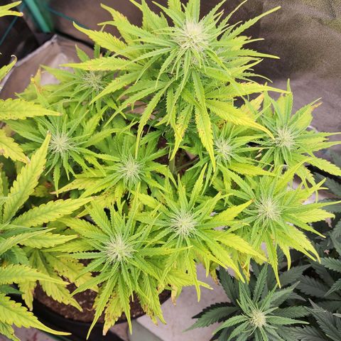 Mango Mrrr  #1 growlog timeline photo