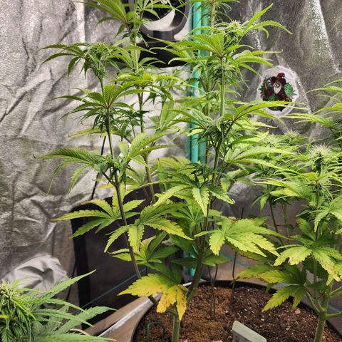 Mango Mrrr  #2 growlog timeline photo
