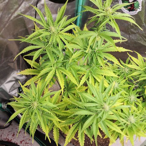 Mango Mrrr  #2 growlog timeline photo