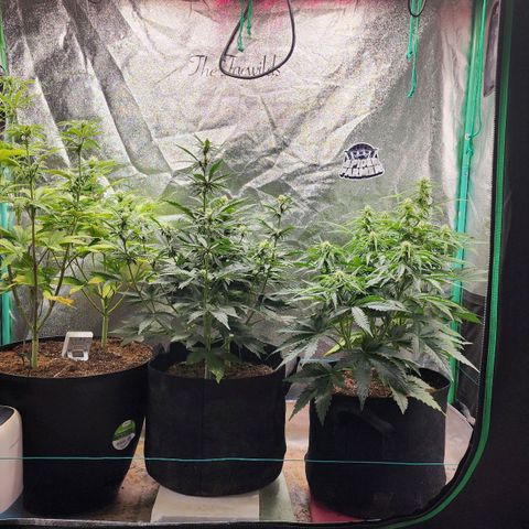 Gorilla Glue #1 growlog timeline photo