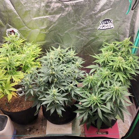 Gorilla Glue #1 growlog timeline photo