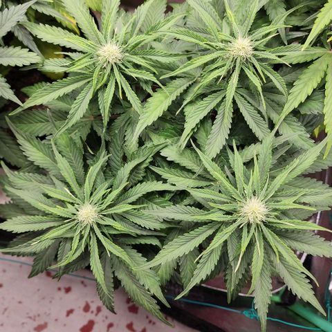 Methane #2 growlog timeline photo