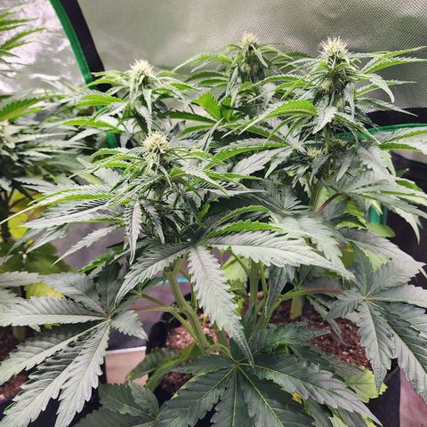 Methane #2 growlog timeline photo