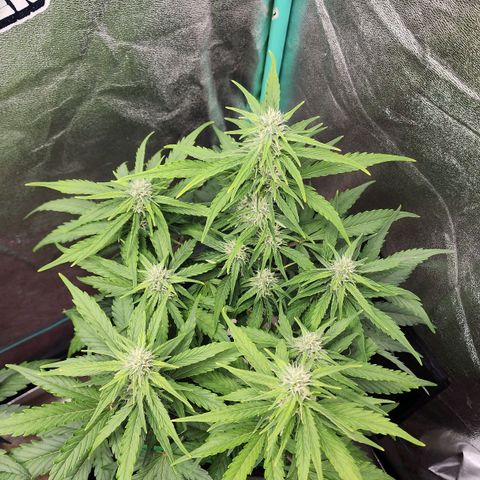 Methane #1 growlog timeline photo