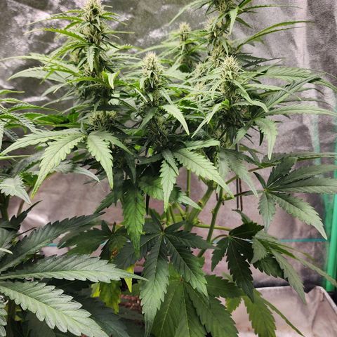 Methane #1 growlog timeline photo