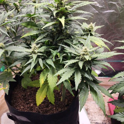 Gorilla Glue #1 growlog timeline photo