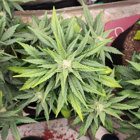 Gorilla Glue #1 growlog timeline photo