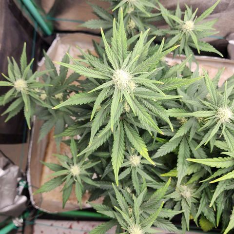 Gorilla Glue #2 growlog timeline photo