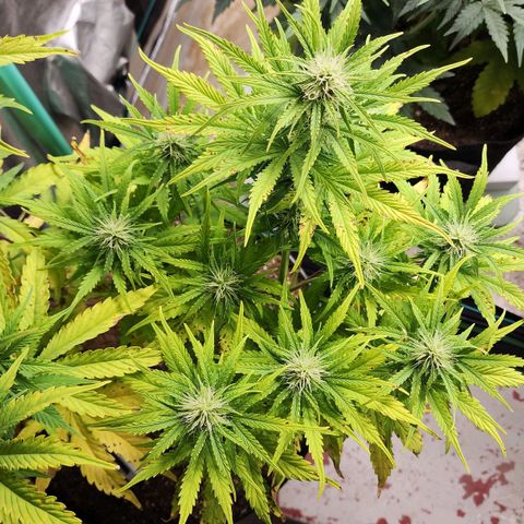 Mango Mrrr  #1 growlog timeline photo