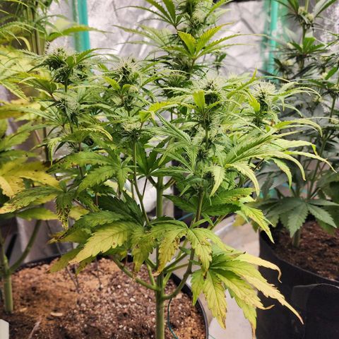 Mango Mrrr  #1 growlog timeline photo
