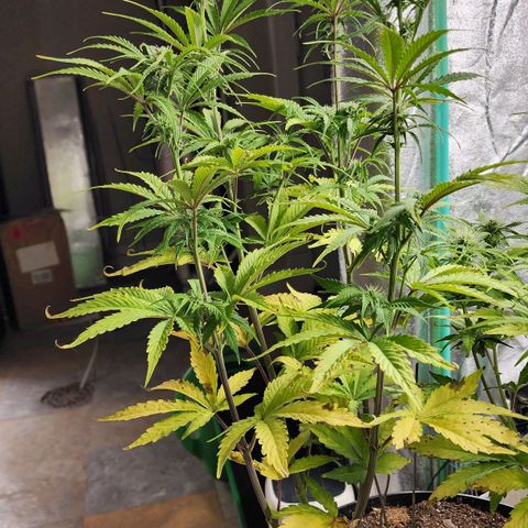 Mango Mrrr  #2 growlog photo: I legitimately have a hard time understanding how tall she is. This could seriously make the case for topping almost every plant, if this harvest is good.