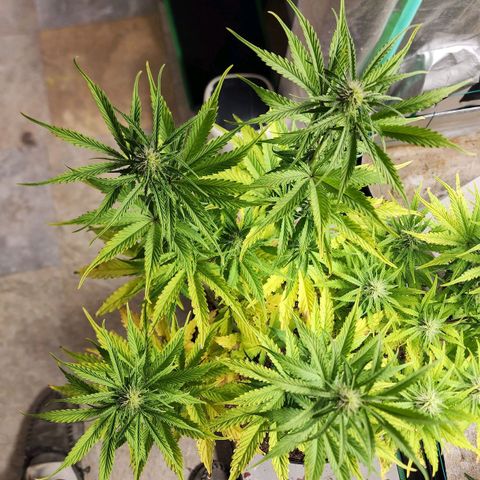 Mango Mrrr  #2 growlog photo: I legitimately have a hard time understanding how tall she is. This could seriously make the case for topping almost every plant, if this harvest is good.