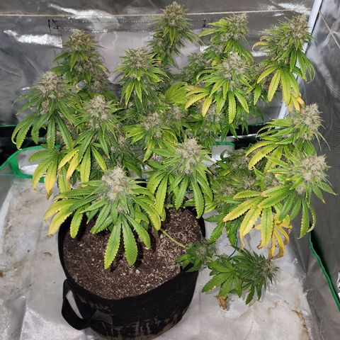 The Magus growlog photo: Wow. One one hand, she -could- go longer, bulk out more, fill out in the spaces maybe. One the other, we're risking potency for seed casings, so it might not be bulking that matters. 
She has been a wonderful plant, and I look forward to getting to smoke her after such a good growing cycle!