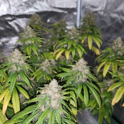 The Magus growlog photo: Wow. One one hand, she -could- go longer, bulk out more, fill out in the spaces maybe. One the other, we're risking potency for seed casings, so it might not be bulking that matters. 
She has been a wonderful plant, and I look forward to getting to smoke her after such a good growing cycle!