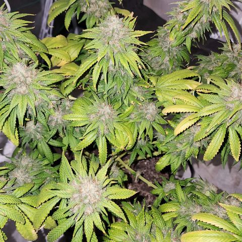 The Magus growlog photo: Wow. One one hand, she -could- go longer, bulk out more, fill out in the spaces maybe. One the other, we're risking potency for seed casings, so it might not be bulking that matters. 
She has been a wonderful plant, and I look forward to getting to smoke her after such a good growing cycle!
