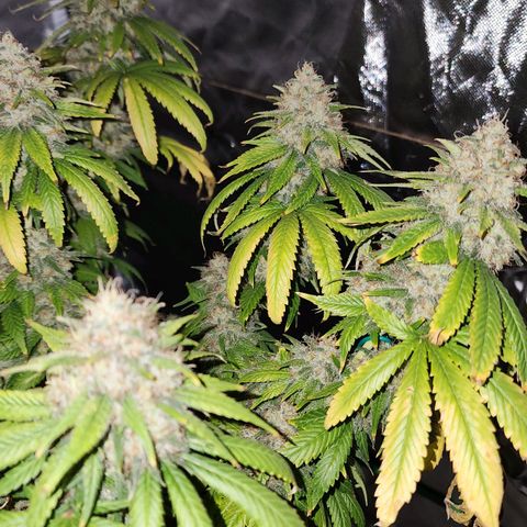 The Magus growlog photo: Wow. One one hand, she -could- go longer, bulk out more, fill out in the spaces maybe. One the other, we're risking potency for seed casings, so it might not be bulking that matters. 
She has been a wonderful plant, and I look forward to getting to smoke her after such a good growing cycle!