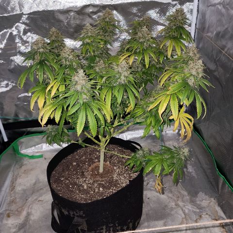 The Magus growlog photo: Wow. One one hand, she -could- go longer, bulk out more, fill out in the spaces maybe. One the other, we're risking potency for seed casings, so it might not be bulking that matters. 
She has been a wonderful plant, and I look forward to getting to smoke her after such a good growing cycle!
