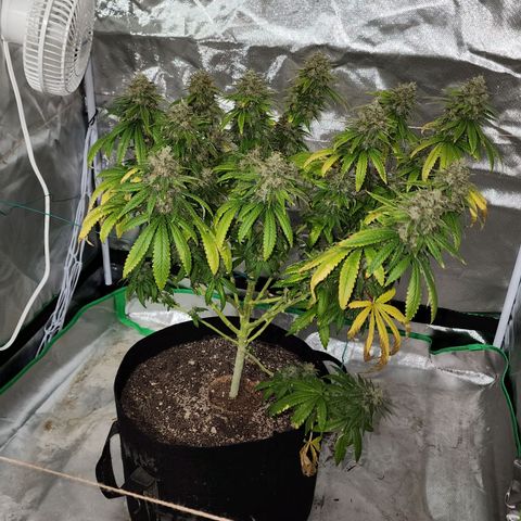 The Magus growlog photo: Wow. One one hand, she -could- go longer, bulk out more, fill out in the spaces maybe. One the other, we're risking potency for seed casings, so it might not be bulking that matters. 
She has been a wonderful plant, and I look forward to getting to smoke her after such a good growing cycle!