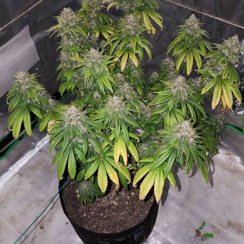 The Magus growlog photo: Wow. One one hand, she -could- go longer, bulk out more, fill out in the spaces maybe. One the other, we're risking potency for seed casings, so it might not be bulking that matters. 
She has been a wonderful plant, and I look forward to getting to smoke her after such a good growing cycle!