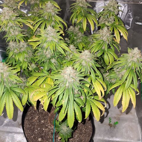 The Magus growlog photo: Wow. One one hand, she -could- go longer, bulk out more, fill out in the spaces maybe. One the other, we're risking potency for seed casings, so it might not be bulking that matters. 
She has been a wonderful plant, and I look forward to getting to smoke her after such a good growing cycle!