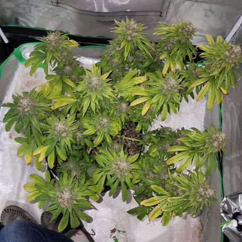 The Magus growlog photo: Wow. One one hand, she -could- go longer, bulk out more, fill out in the spaces maybe. One the other, we're risking potency for seed casings, so it might not be bulking that matters. 
She has been a wonderful plant, and I look forward to getting to smoke her after such a good growing cycle!