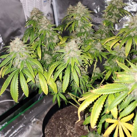 The Magus growlog photo: Wow. One one hand, she -could- go longer, bulk out more, fill out in the spaces maybe. One the other, we're risking potency for seed casings, so it might not be bulking that matters. 
She has been a wonderful plant, and I look forward to getting to smoke her after such a good growing cycle!