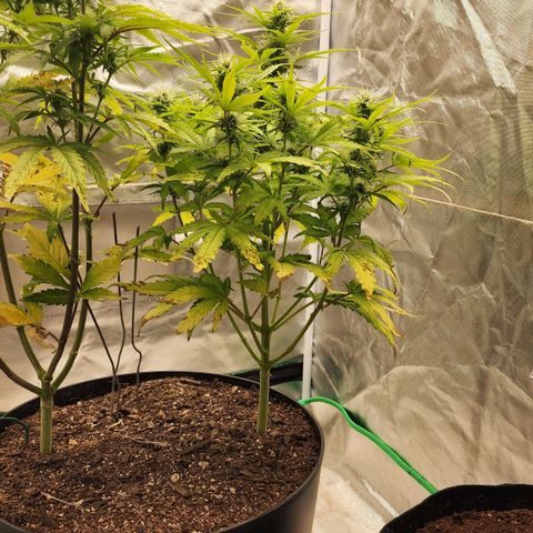 Mango Mrrr  #1 growlog timeline photo