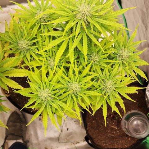 Mango Mrrr  #1 growlog timeline photo