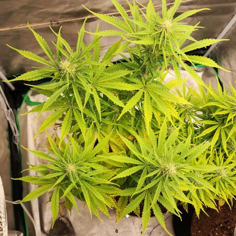 Mango Mrrr  #2 growlog timeline photo