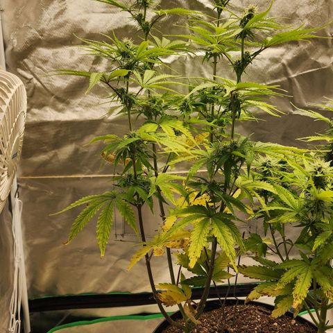 Mango Mrrr  #2 growlog timeline photo