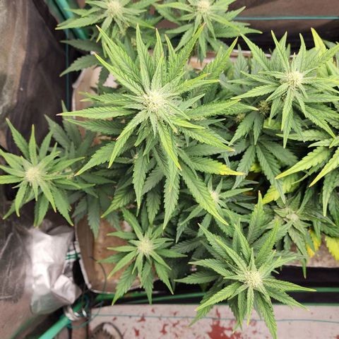 Gorilla Glue #2 growlog timeline photo