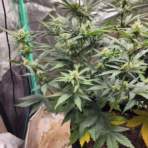 Gorilla Glue #2 growlog timeline photo
