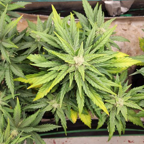 Gorilla Glue #1 growlog timeline photo