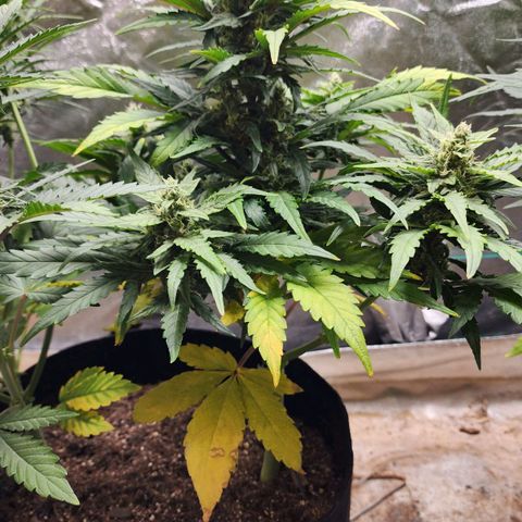 Gorilla Glue #1 growlog timeline photo