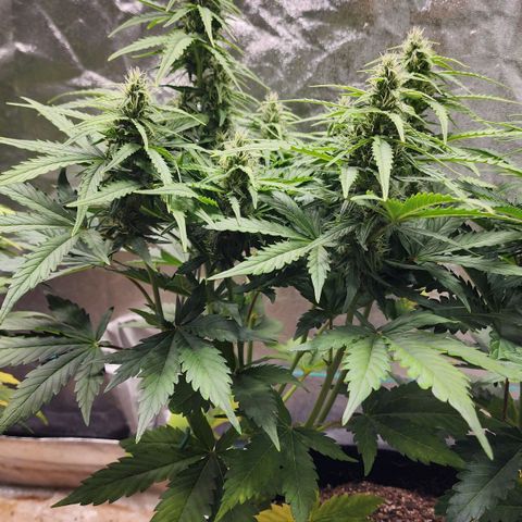 Methane #1 growlog timeline photo