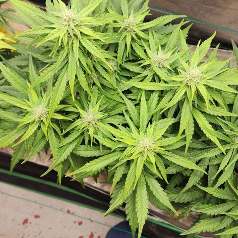 Methane #1 growlog timeline photo