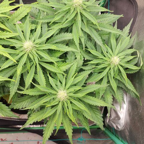 Methane #2 growlog timeline photo