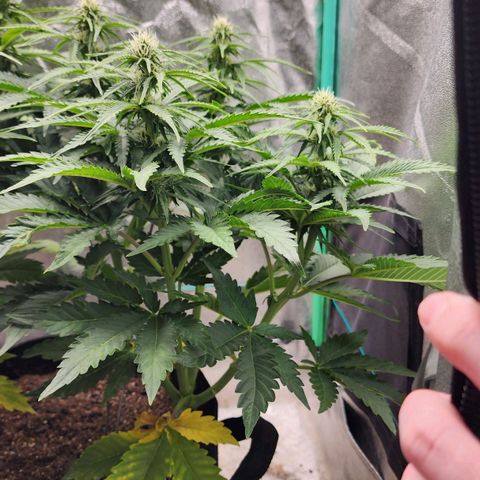 Methane #2 growlog timeline photo