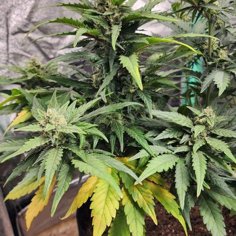 Gorilla Glue #1 growlog timeline photo